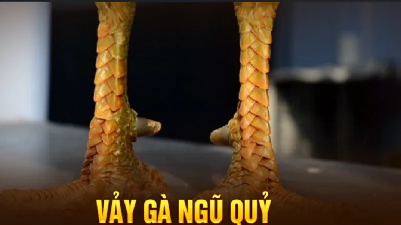 Vảy đá gà quý Xin88 - Bí quyết nhận biết lựa chọn chuẩn xác 3 Kích thước và khoảng cách giữa các vảy phải cân đối