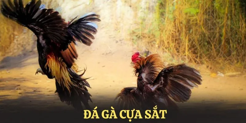 Khám phá đá gà cựa sắt Xin88 - Đấu trường chiến kê đẳng cấp 7 da-ga-cua-sat-anh-nen