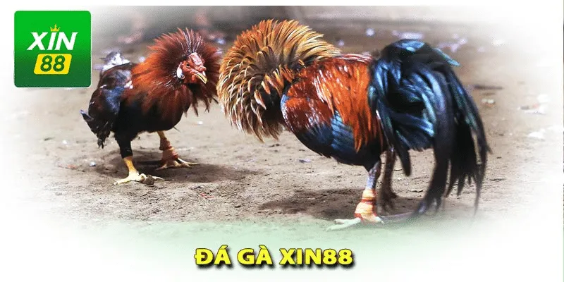Kết hợp nhiều kèo cược đa dạng khác nhau Kết hợp nhiều kèo cược đa dạng khác nhau