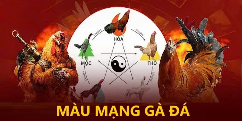 Khám phá màu mạng gà đá Xin88 - Bí quyết thành công lớn 8 mau-mang-ga-da-thumb-xin88